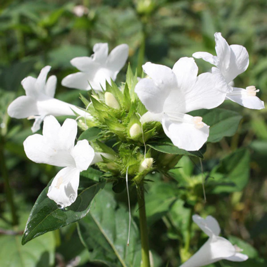 December Flower (Spatika) - White Flowering Live Plant
