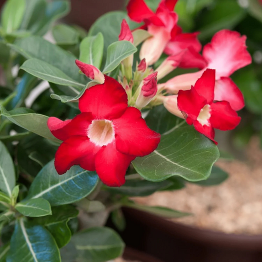 Desert Rose (Adenium obesum) Flowering Live Plant
