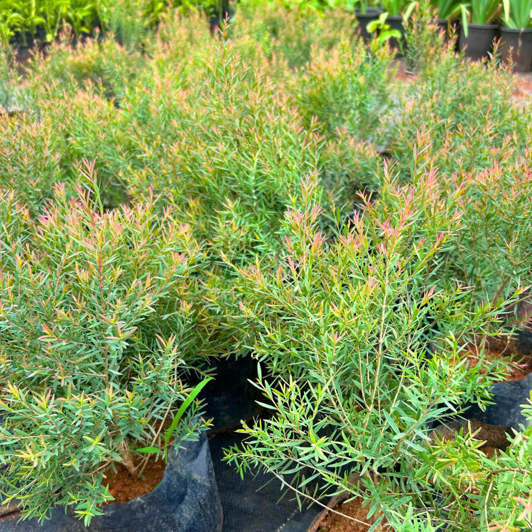 Devadaru Green (Cedrus deodara) Indoor / Outdoor Live Plant