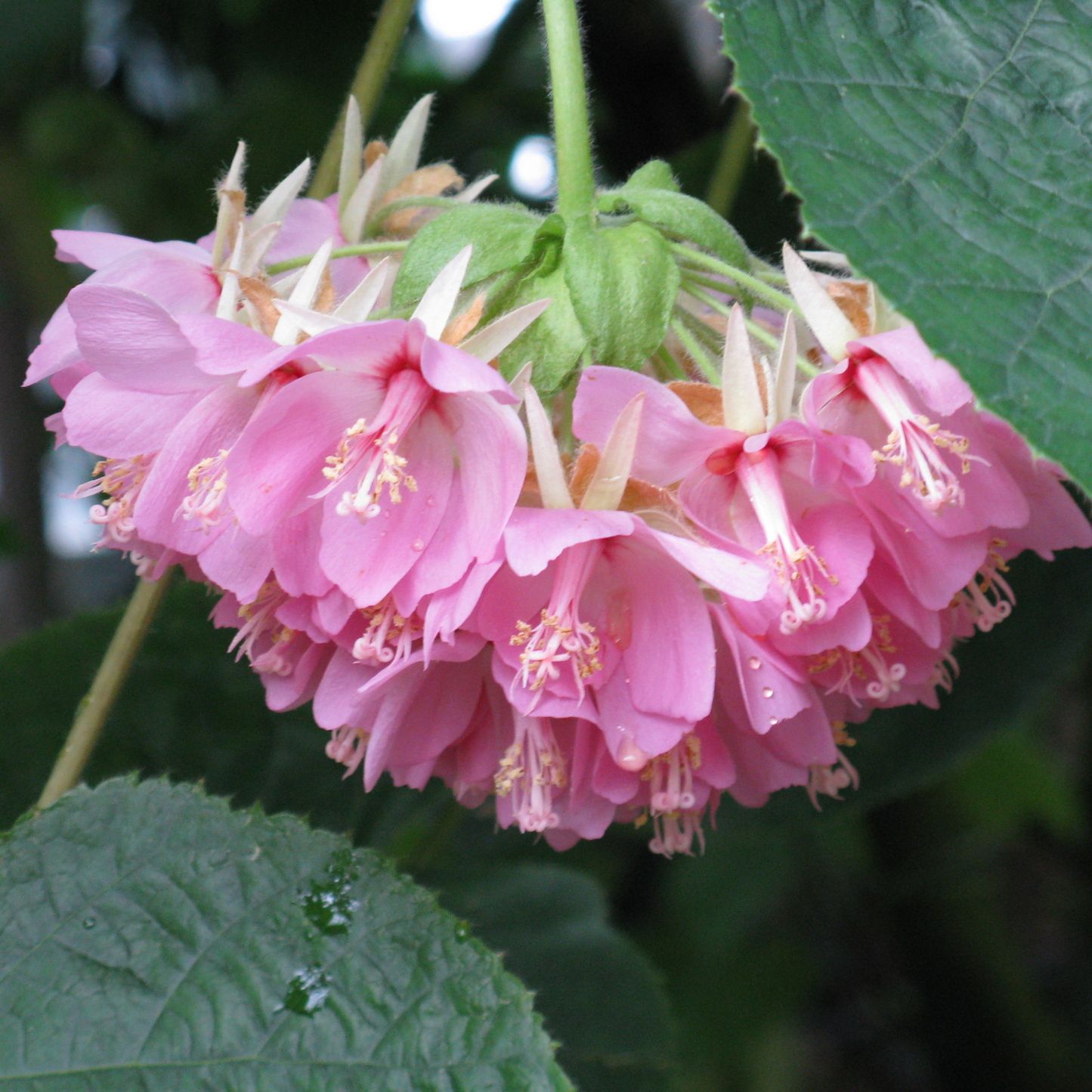 Dombeya Dropping Pink (Dombeya wallichii) Rare Flowering Live Plant