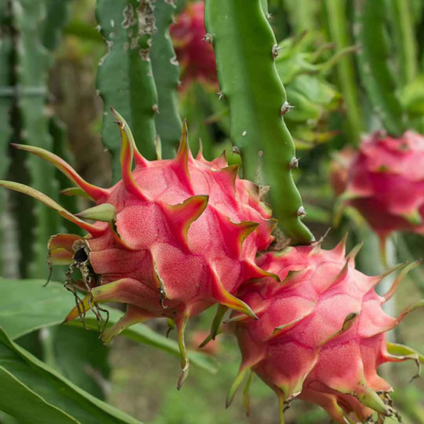 Dragon Fruit Original Red Sweet Variety Rooted Plant