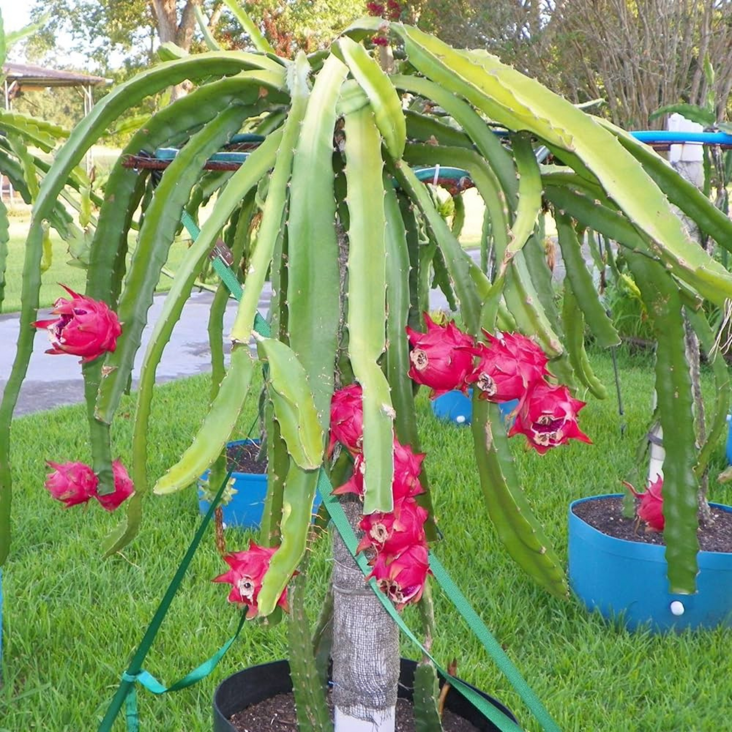 Dragon Fruit Original Red Sweet Variety Rooted Plant