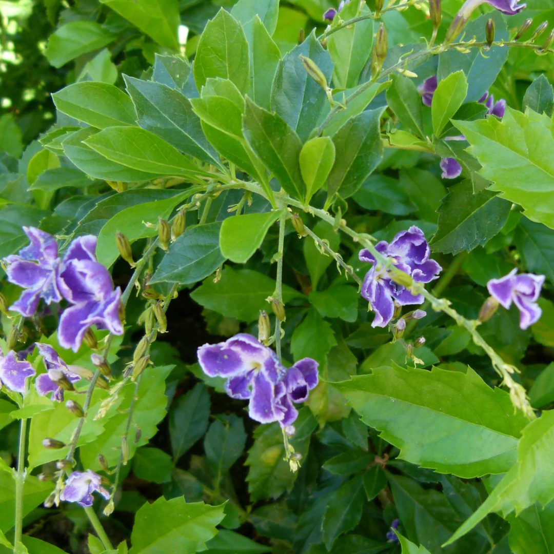 Duranta Erecta Purple Flower with Green Leaves Ornamental Live Plant
