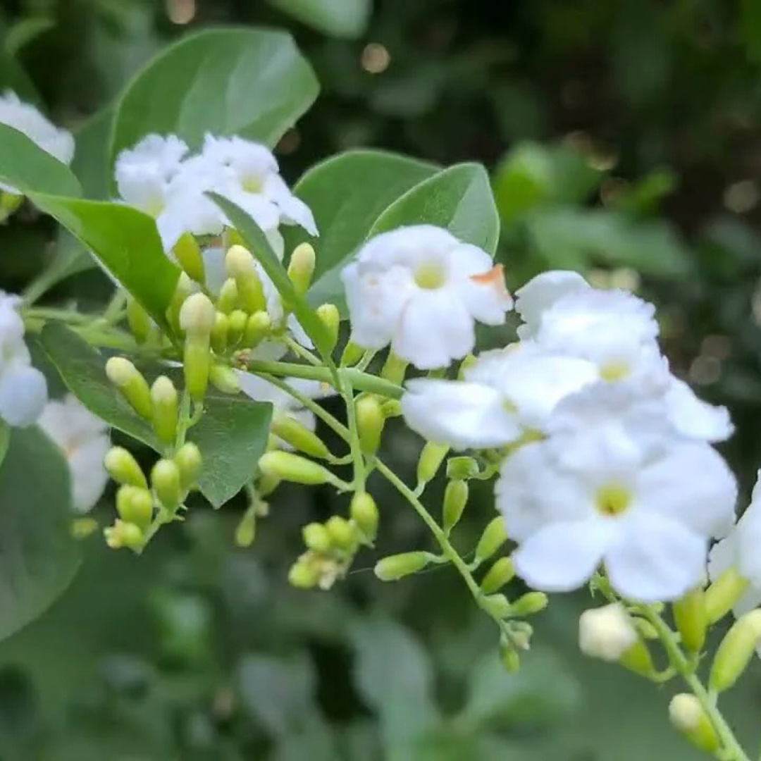 Duranta Erecta White Flower with Green Leaves Ornamental Live Plant