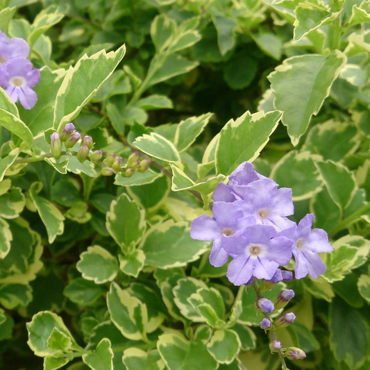 Duranta Erecta (Variegated Sky Flower) Ornamental Live Plant