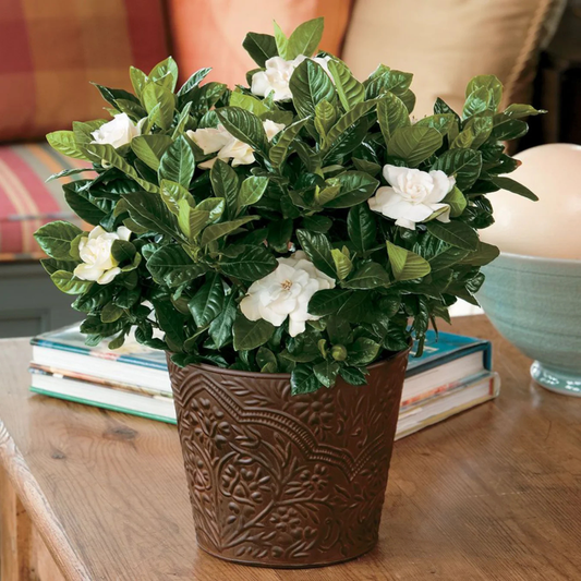 Dwarf Gardenia Flowering Live Plant