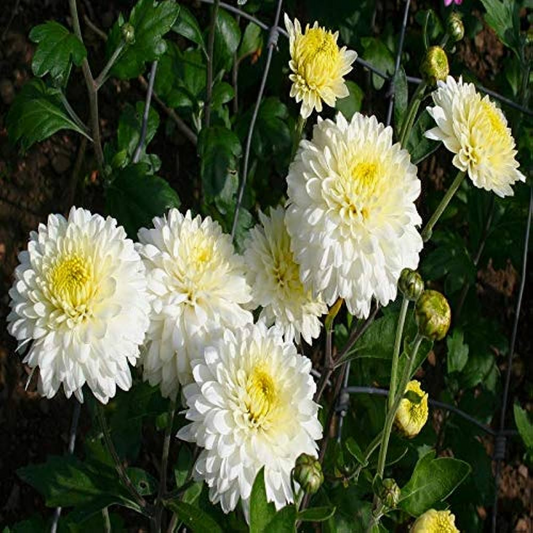 Dwarf White Chrysanthemum Flowering Live Plant