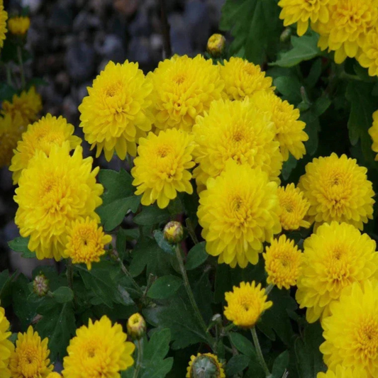 Dwarf Yellow Chrysanthemum Flowering Live Plant
