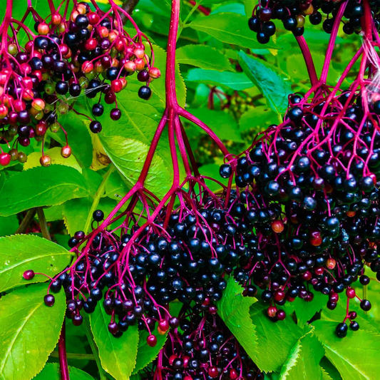 Elderberry (Sambucus nigra) Rare Fruit/Flowering Live Plant
