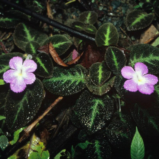 Episcia Blue Heaven (Hanging) All Time Flowering Live Plant