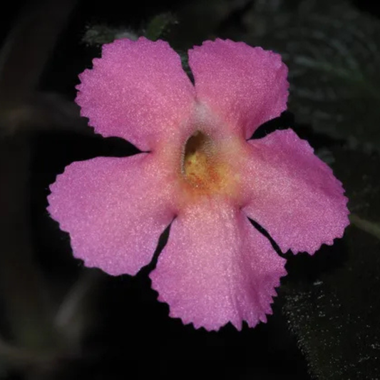 Episcia Cupreata Black Leaf with Pink Flower (Hanging) All Time Flowering Live Plant
