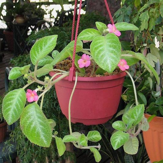 Episcia Cupreata Green Leaf with Pink Flower (Hanging) All Time Flowering Live Plant