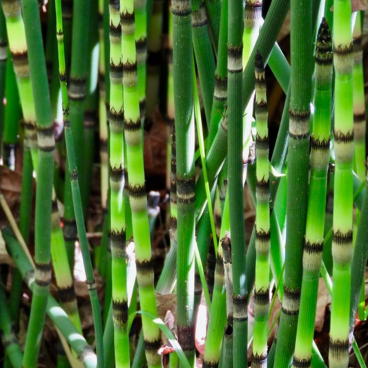 Equisetum Horsetail Live Plant