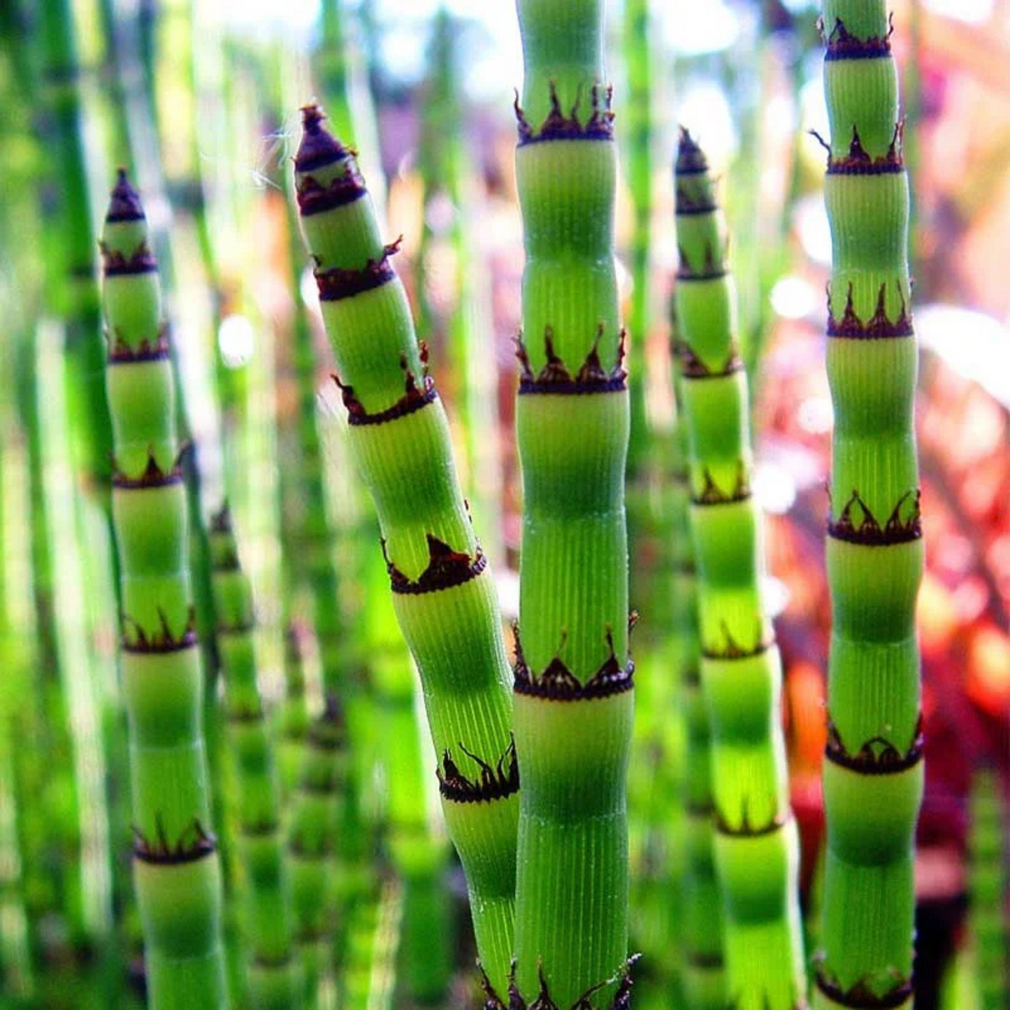 Equisetum Horsetail Live Plant