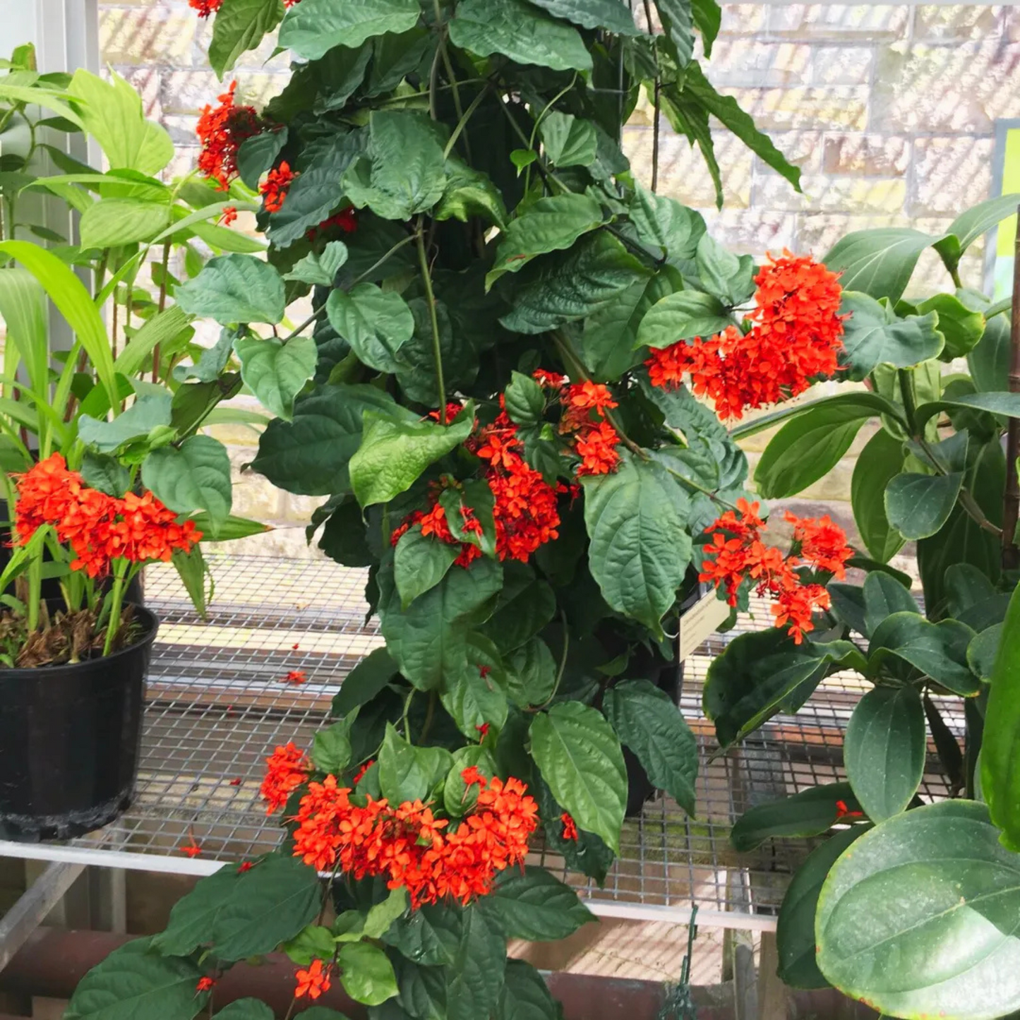 Flaming Glorybower (Clerodendrum splendens) Live Plant