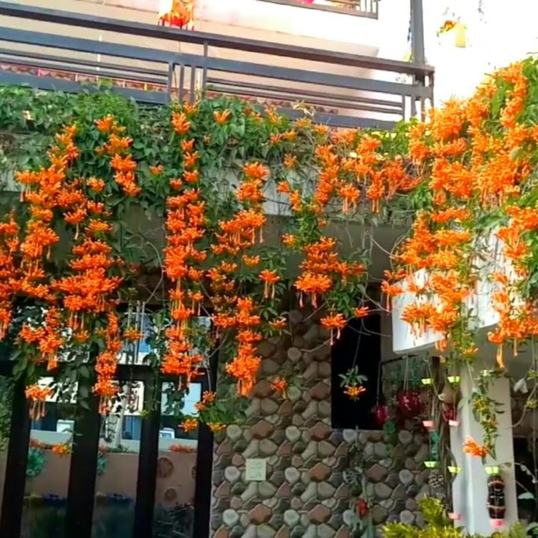 Flaming Trumpet Vine (Pyrostegia Venusta) Creeper/Climber Flowering Live Plant