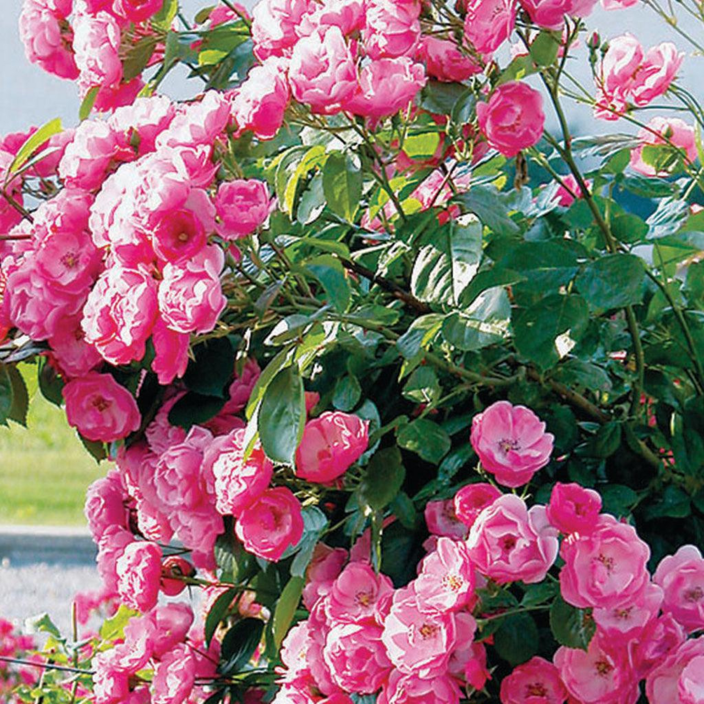 Fragrant Angela Climbing Rose Live Plant