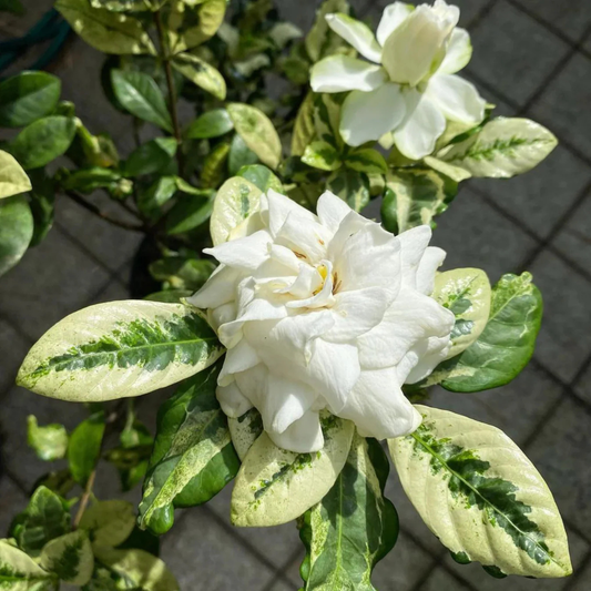 Gardenia Variegated All Time Flowering Live Plant