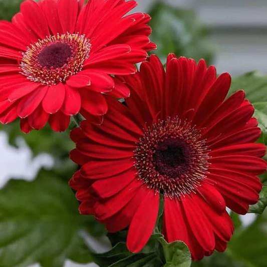 Gerbera Red Flowering Live Plant