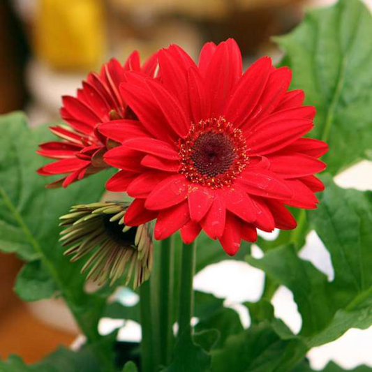 Gerbera Red Flowering Live Plant