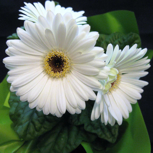 Gerbera White Flowering Live Plant