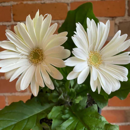 Gerbera White Flowering Live Plant