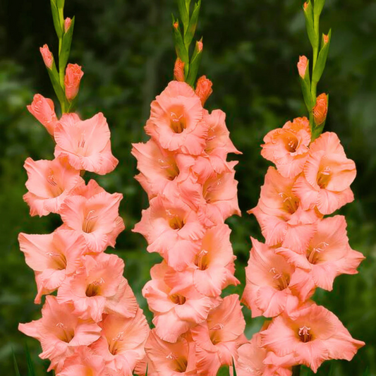 Gladiolus Light Pink Flowering Live Plant
