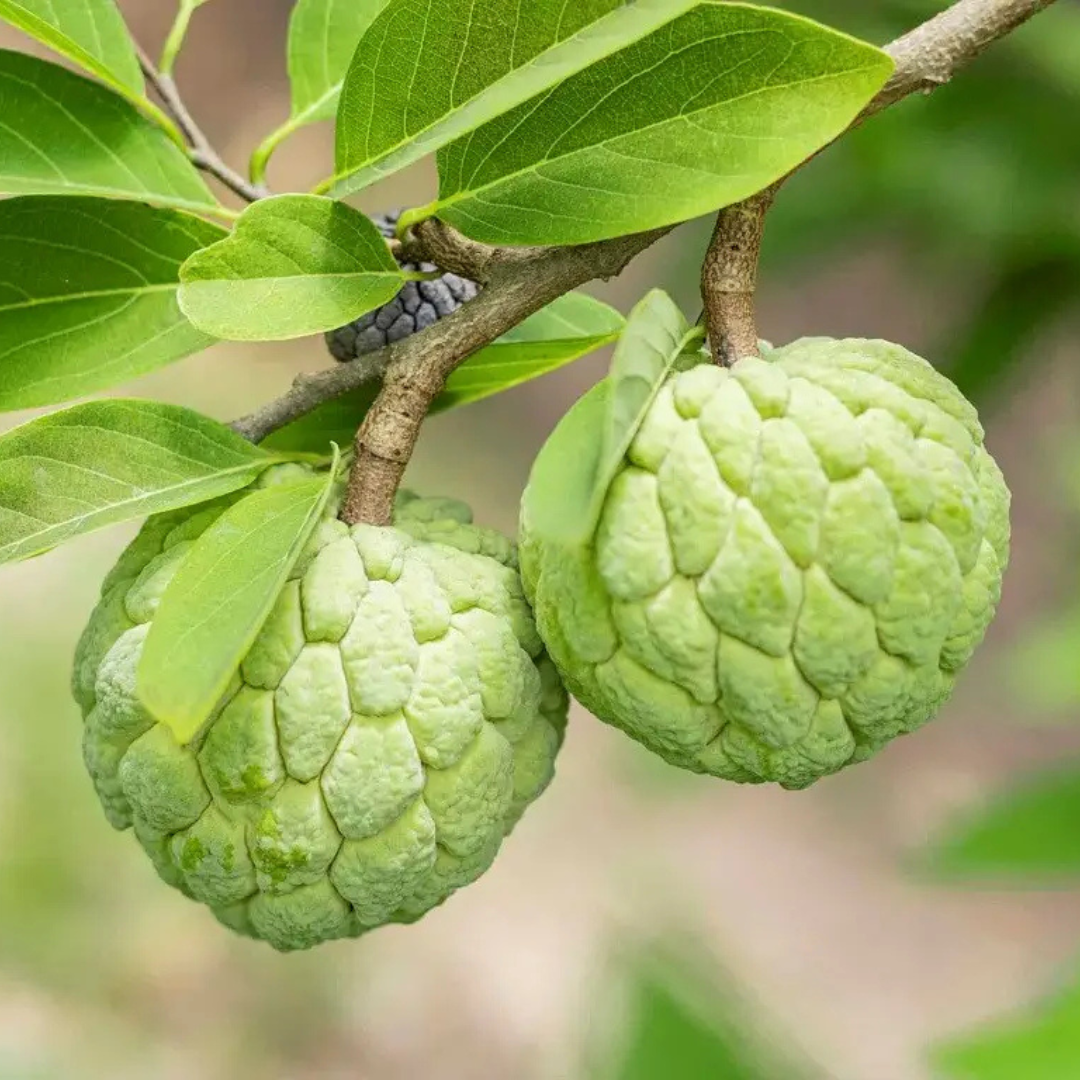 Green Custard Apple (Seethapazham) Grafted Live Plant
