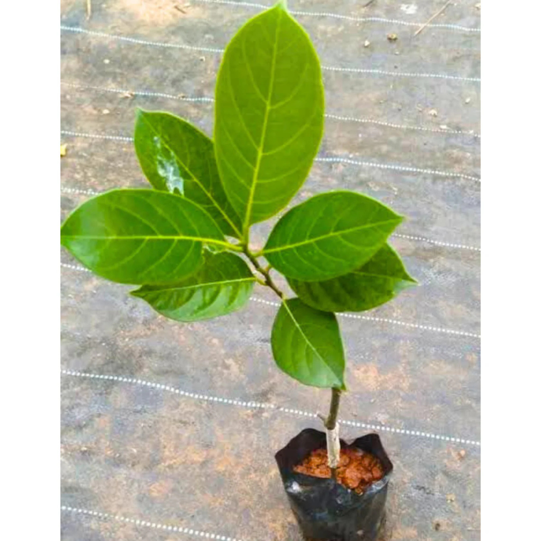 Gumless Jackfruit (Artocarpus heterophyllus) Fruit Live Plant