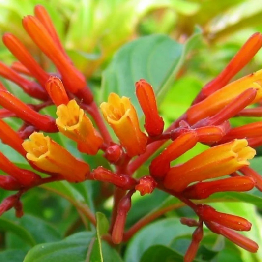 Hamelia Hummingbird All Time Flowering Live Plant