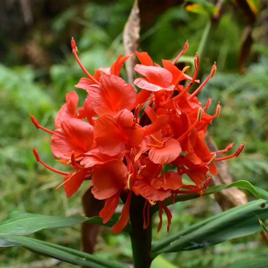 Hedychium Red Highly Fragrant All Time Flowering Rare Live Plant