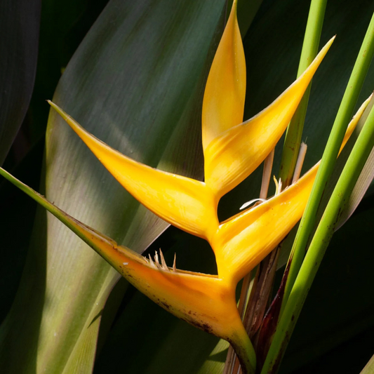 Heliconia Lobster Claw Yellow Flowering Live Plant