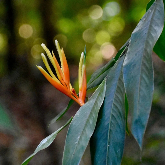 Heliconia Longiflora Flowering Live Plant