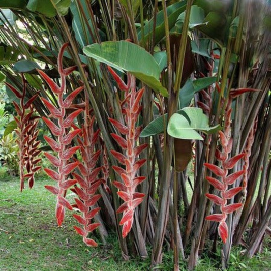 Heliconia Vellerigera Flowering Live Plant