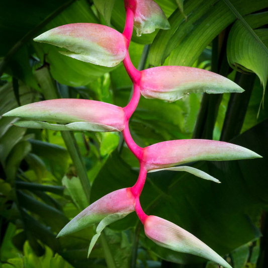 Heliconia chartacea Sexy Pink Flowering Live Plant