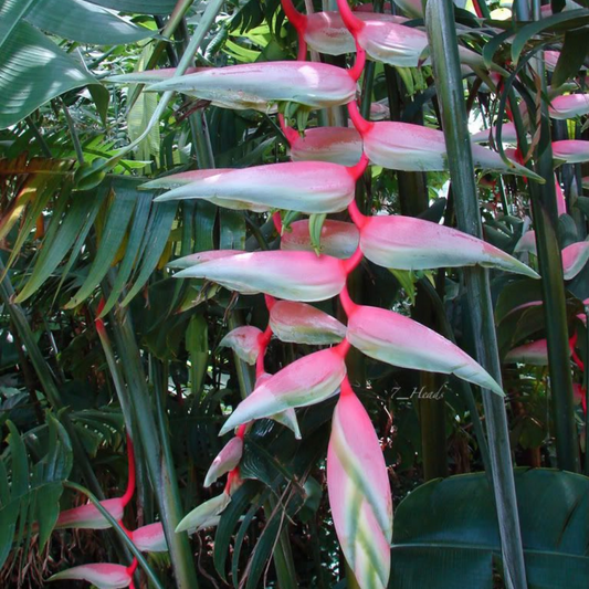 Heliconia chartacea Sexy Pink Flowering Live Plant