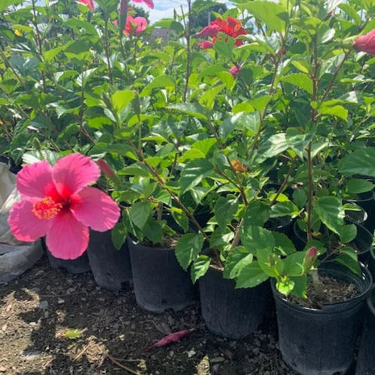 Hibiscus Pink Hybrid All Time Flowering Live Plant