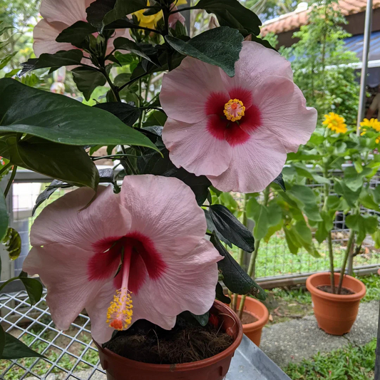 Hibiscus Pink and White Double Shade Hybrid Flowering Live Plant