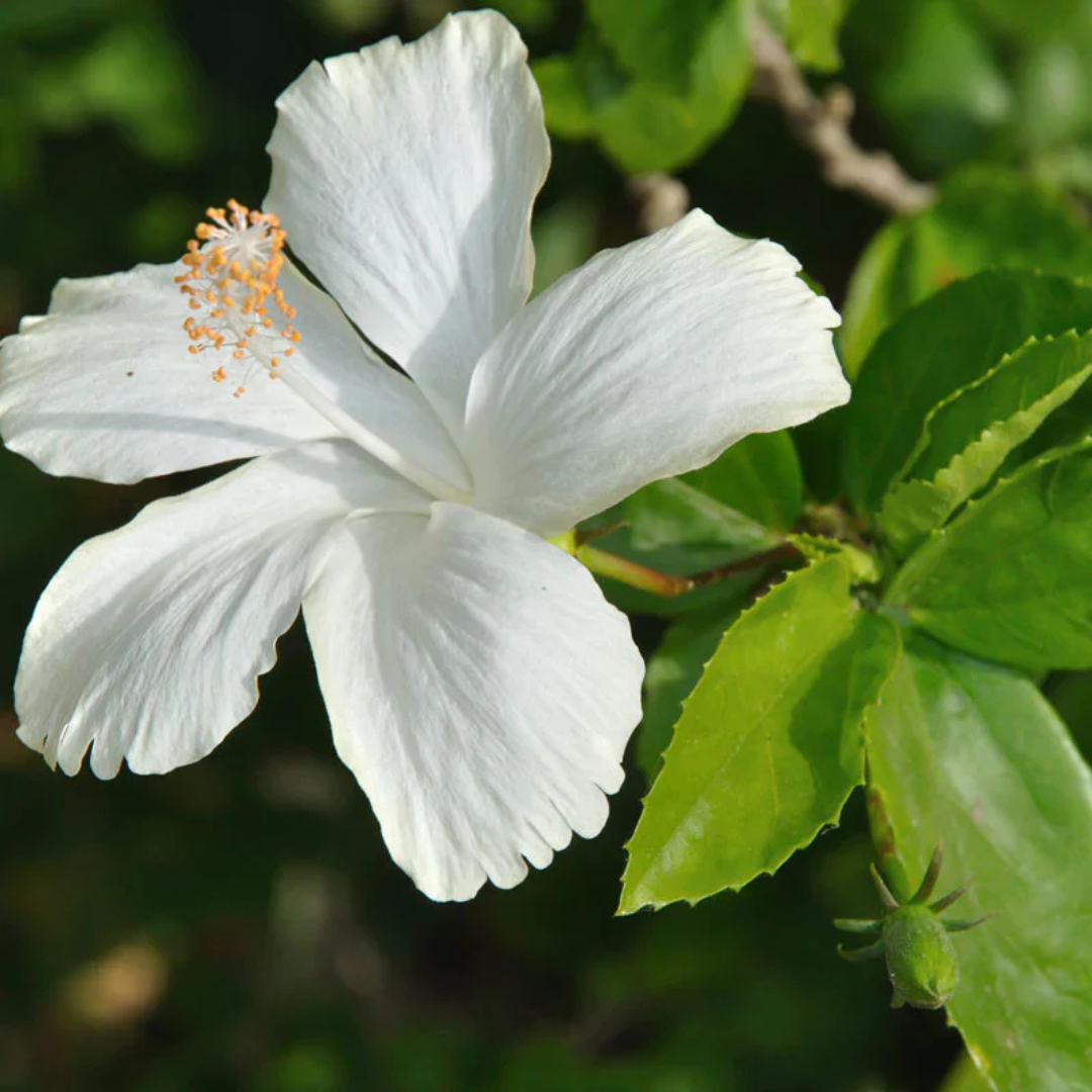 Hibiscus White Desi Flowering Live Plant