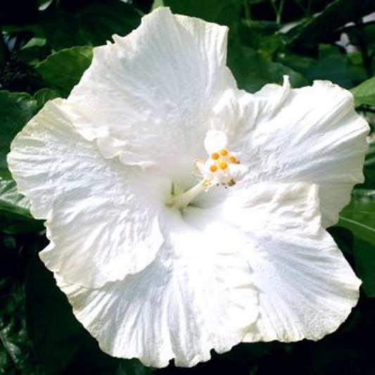 Hibiscus White Hybrid Flowering Live Plant