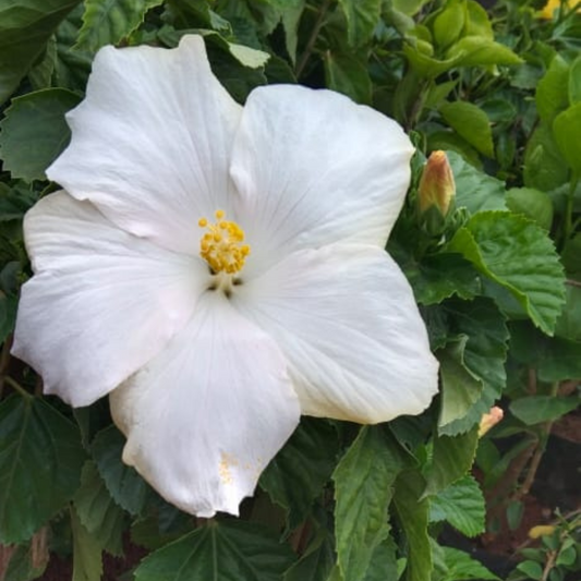Hibiscus White Hybrid Flowering Live Plant