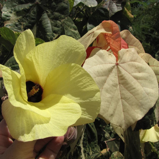 Hibiscus tiliaceus (Sea Hibiscus) Flowering Live Plant with Varigated Leaves