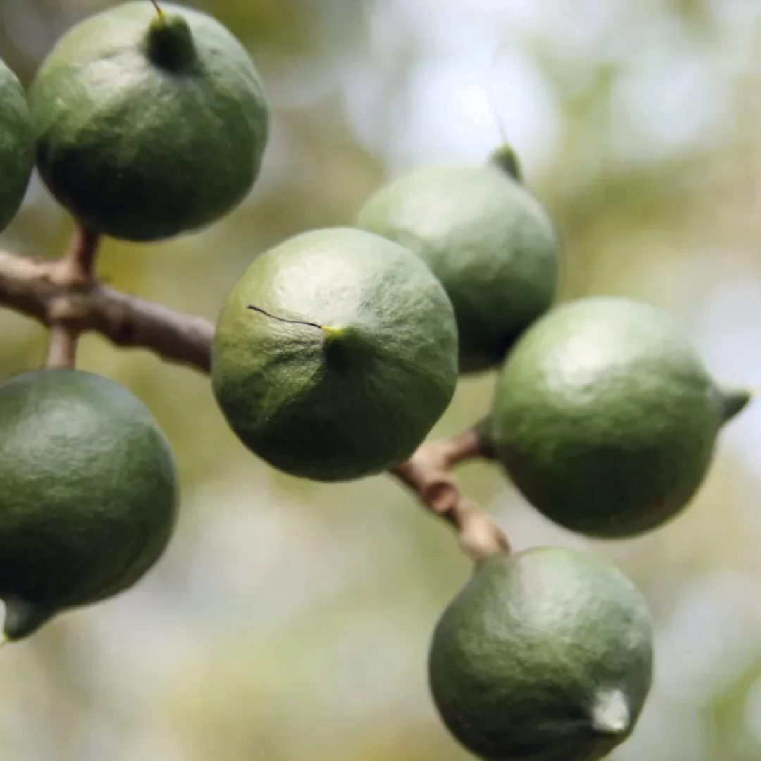 Macadamia Nut Fruit Live Plant