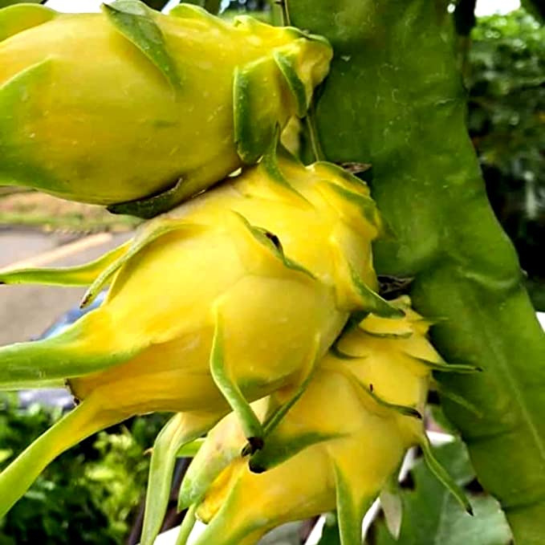 Israel Yellow Dragon Fruit Live Plant