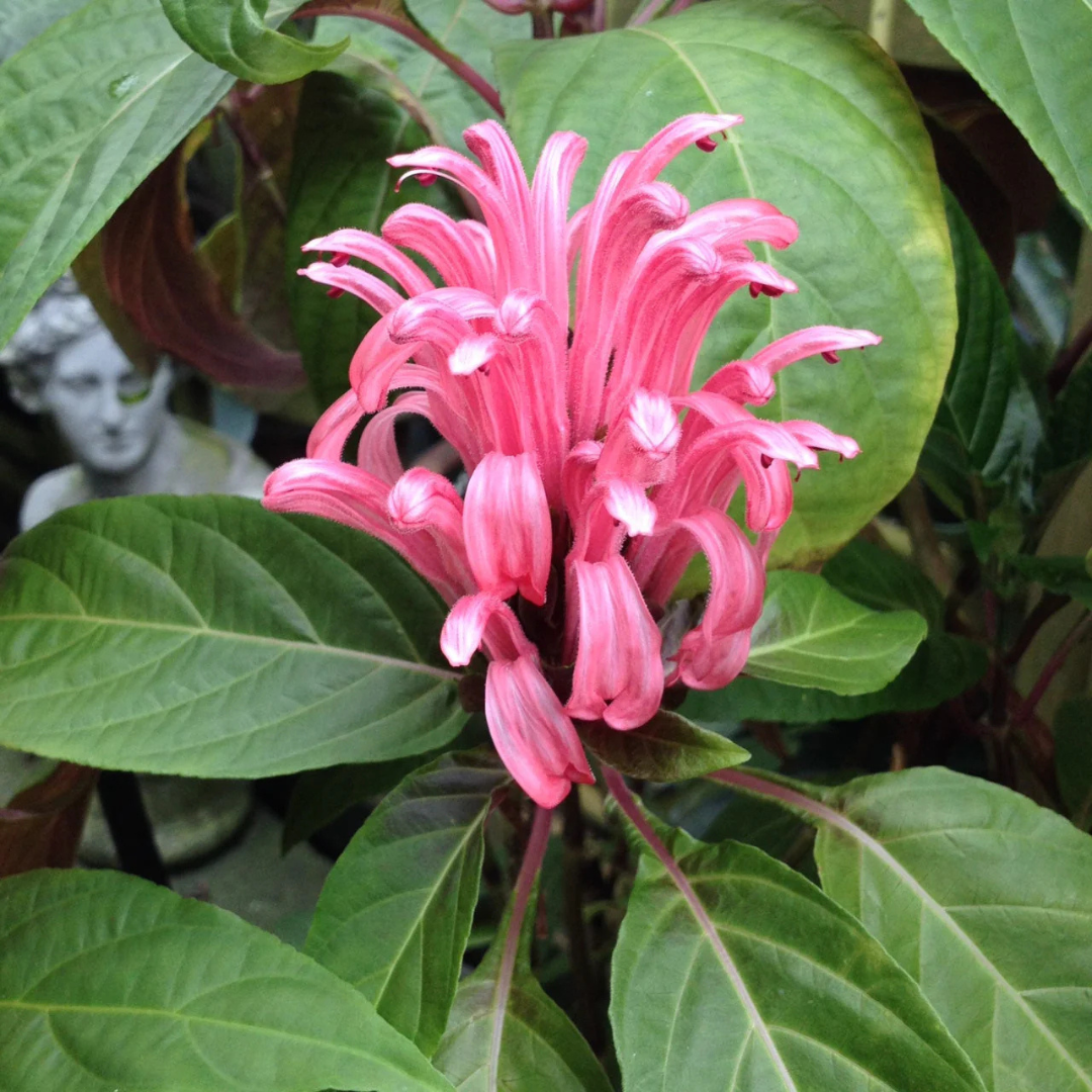 Jacobina Pink All Time Flowering Live Plant