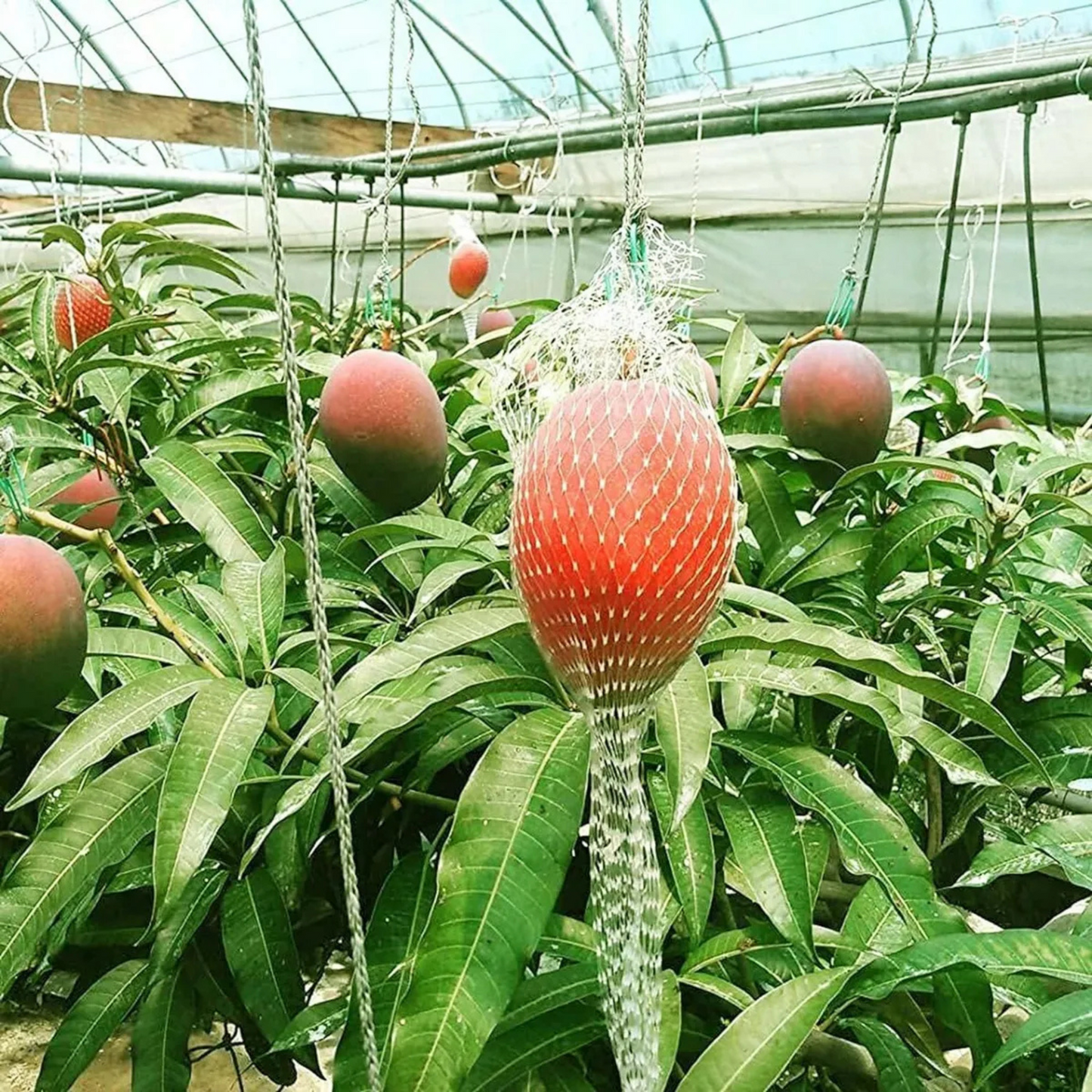 Japanese Miyazaki Mango Grafted Live Plant