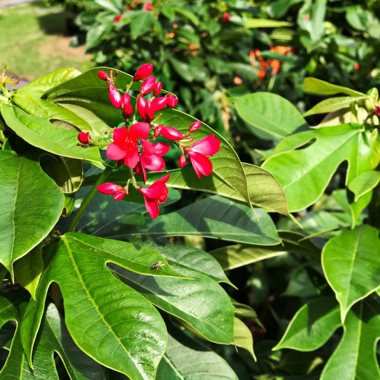 Jatropha (Nettlespurge) All Time Flowering Live Plant