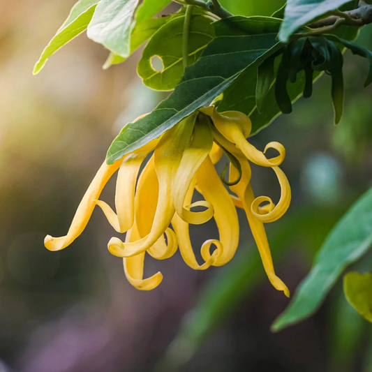 Langi Langi / Ylang Ylang (Cananga odorata) Rare Highly Fragrant Flowering Live Plant