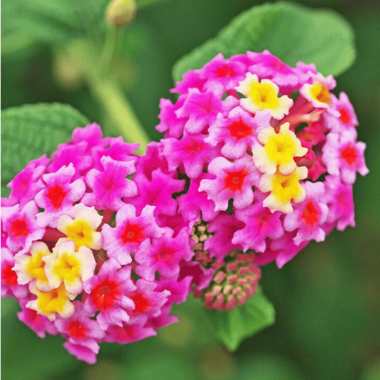 Lantana Pink Imported (Tick Berry) All Time Flowering Live Plant
