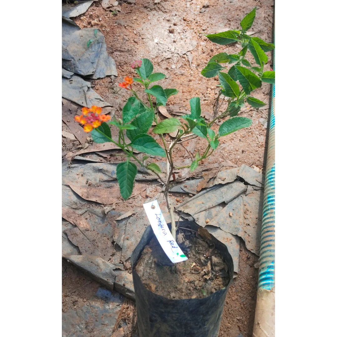 Lantana Red (Tick Berry) All Time Flowering Live Plant